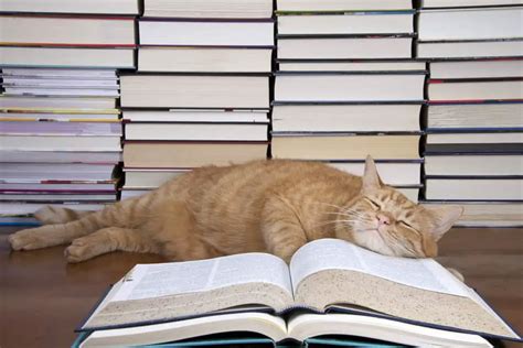 8 New Release Cat Books to Read in 2021