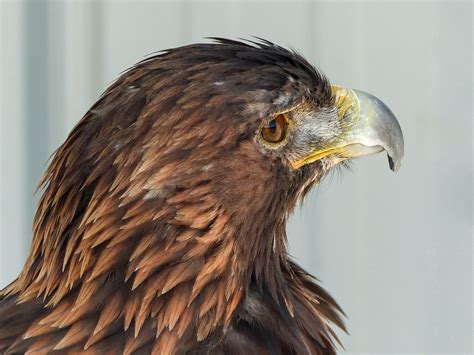 Gotta love those Golden Eagle feathers | The rare time that … | Flickr