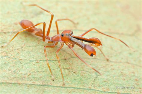 Ant-Mimicking Jumping Spider (Myrmarachne sp.) by melvynyeo on DeviantArt