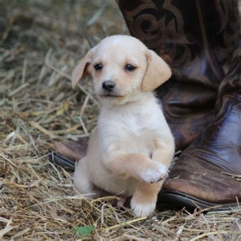 Rat Terrier Mix Puppies For Sale | Greenfield Puppies