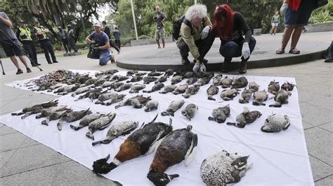 Duck hunting Victoria: Calls to cancel season due to unreliable data | Herald Sun