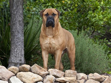 Bullmastiff - Wiki Pets