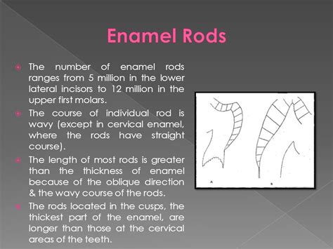 Enamel Dr. Fatma Elturki. - ppt video online download