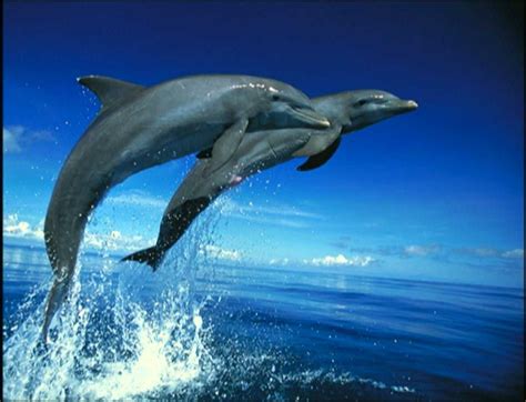 Dolphin xhgsgsgfsdsradfsgnsgsfsgysfsfs | Animals of the world, Baby einstein, Baby einstein videos