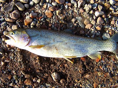 BONNEVILLE CUTTHROAT TROUT | A nice 17"in. native Bonneville… | Flickr