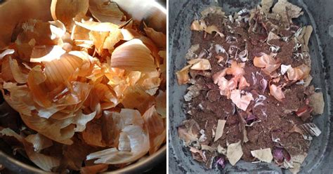 10 Onion Skin Uses That Will Make You Think Twice Before Throwing Them Away