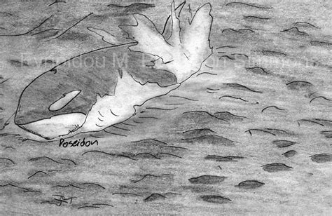 orca pencil sketch — Weasyl