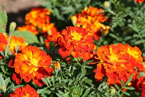 Orange marigolds stock photo. Image of green, gardening - 12437428