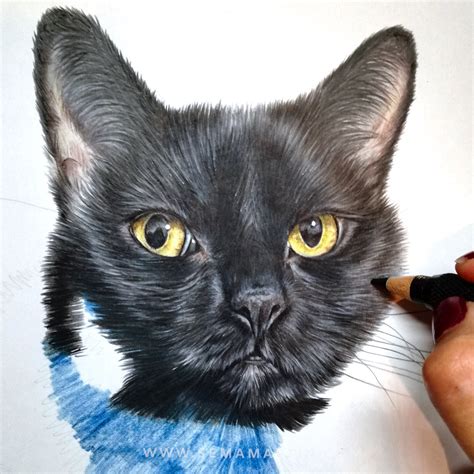 Black Cats drawn in colour pencil — Pet Portraits by Sema Martin ...