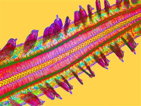 Butterfly tongue under a microscope : r/pics