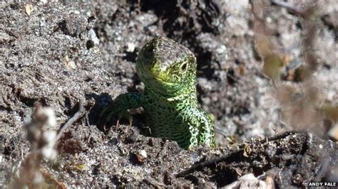 Dorset wildlife experts call for 'reptile tins' to be left alone - BBC News