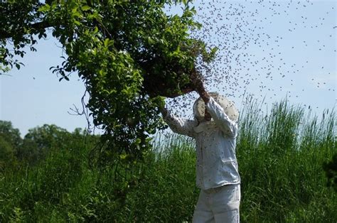 Bee Swarm Prevention and Control • I Love Beekeeping™