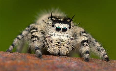 18 Captivating Facts About Canopy Jumping Spider - Facts.net