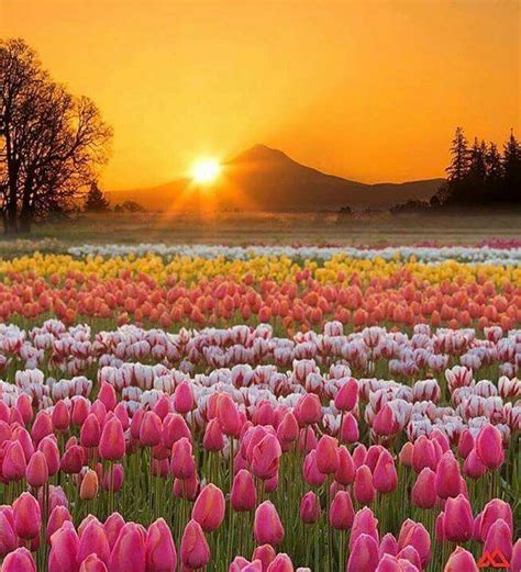 Hermoso campo de Tulipanes 🌷🌷🌷 | Tulips garden, Landscape photography ...