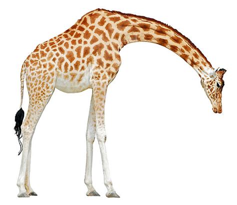 Giraffe Feet Stock Photos, Pictures & Royalty-Free Images - iStock