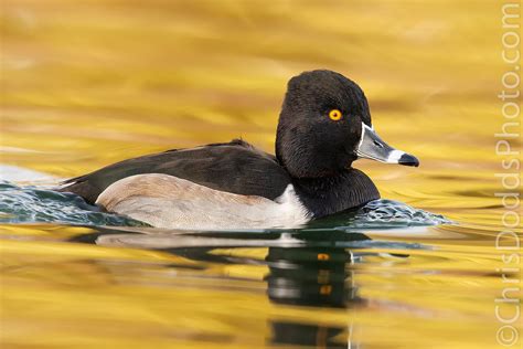 Ring-necked Duck — Nature Photography Blog