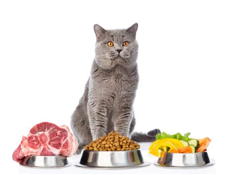 What's the Best Fresh Cat Food Delivery Service In 2023? (Nom Nom Vs ...