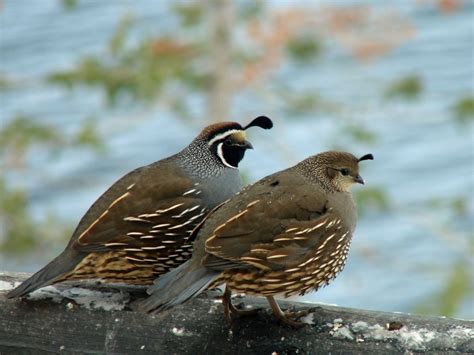 California Quail (male and female) | Quail, Bird, Bird pictures