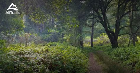 Best Trails in Butano State Park - California | AllTrails