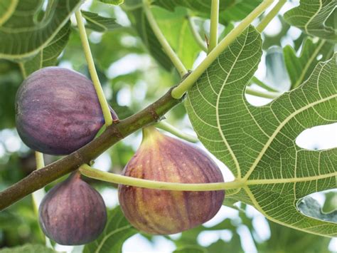 Fig Tree Care Guide – How And When To Plant Fig Trees