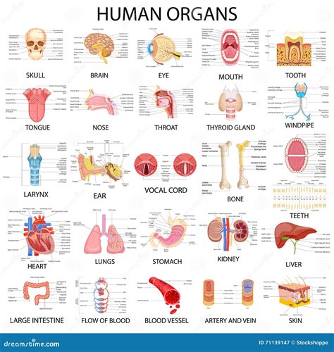 Human Body Organs Chart