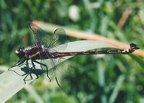 Coastal Petaltail Dragonfly - Petalura litorea