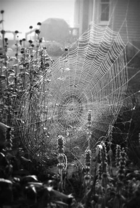 Barn Spider's Web | Nature, Spider web, Barn