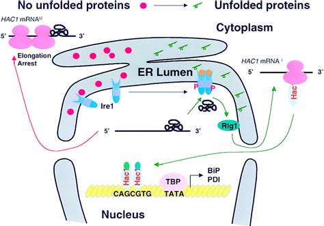 Stress signaling from the lumen of the endoplasmic reticulum: coordination of gene ...