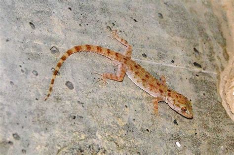 Qatar e-Nature – Rough-Tailed Gecko