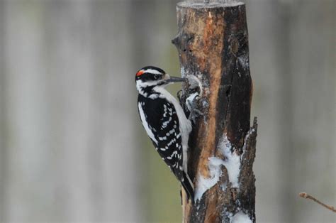 Hairy Woodpecker – Indiana Audubon