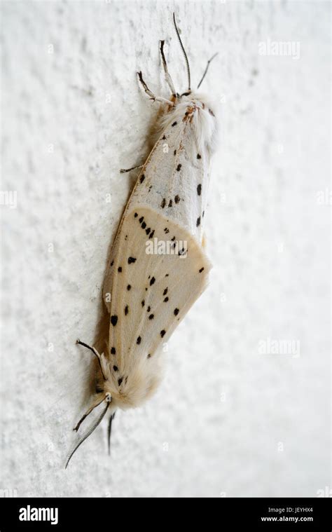 White Ermine Moth