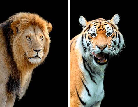 Siberian Tiger Vs Male African Lion - Rizop