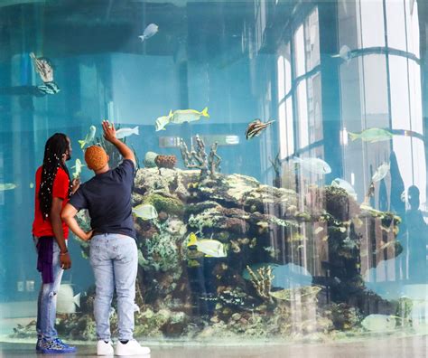 South Carolina Aquarium Tickets, Hours, and Other Tips