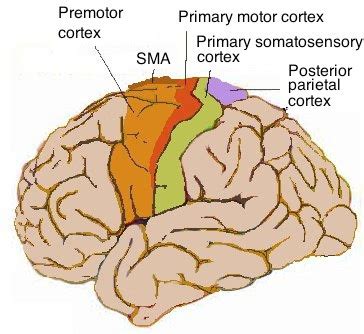 11.8B: Motor Areas - Medicine LibreTexts