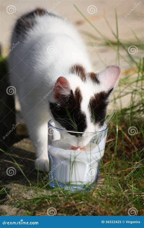 Cute Kitten Drinking Milk from the Glass Stock Image - Image of lick, small: 36522425