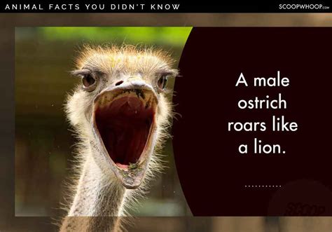 25 Random Facts About Random Animals For People Who Appreciate Random Things