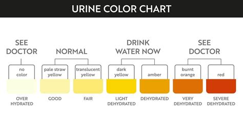 Urine color chart. Pee hydration and dehydration test strip. Vector ...