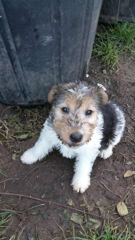 Wire Haired Terrier Puppies - Photos All Recommendation