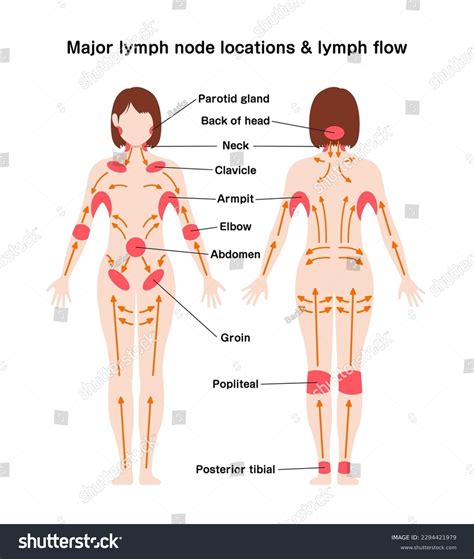 Lymph Nodes Locations Women