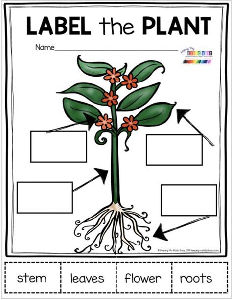 Plant Worksheet For Kindergarten