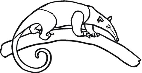 Free AnteaterColoring Pages