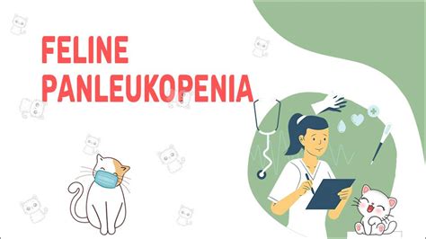 Feline Panleukopenia (Feline Distemper): Causes And Symptoms - Petmoo