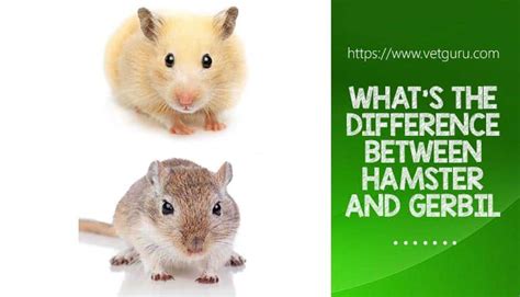 Hamster vs Gerbil as Pets