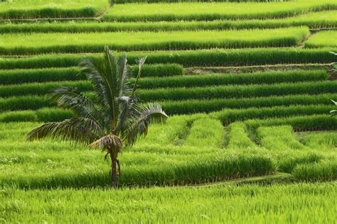 UNESCO World Heritage Rice Terraces in Bali - Tammilee Tips