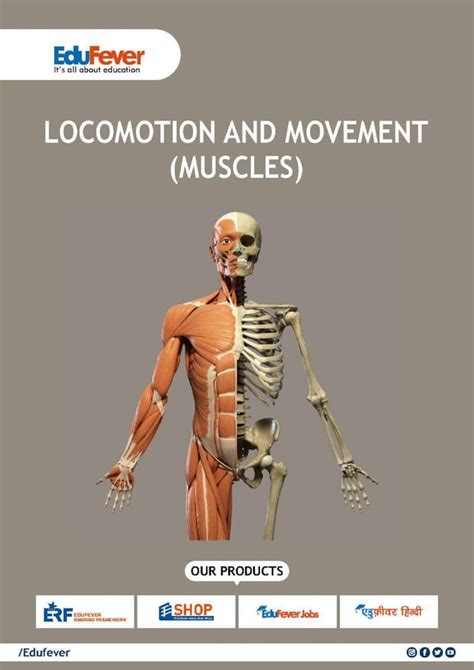 Locomotion and Movement (Muscles) - Biology Revision Notes | PDF