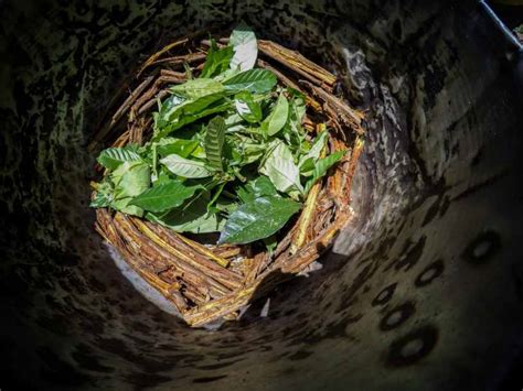 Ayahuasca Tea: Can This Psychedelic Brew Cause Addiction?