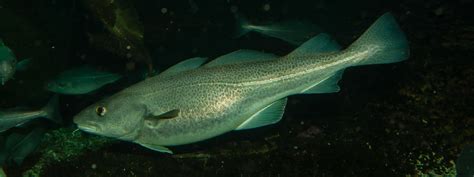 Stock of Northeast Arctic cod in the Barents Sea | MOSJ