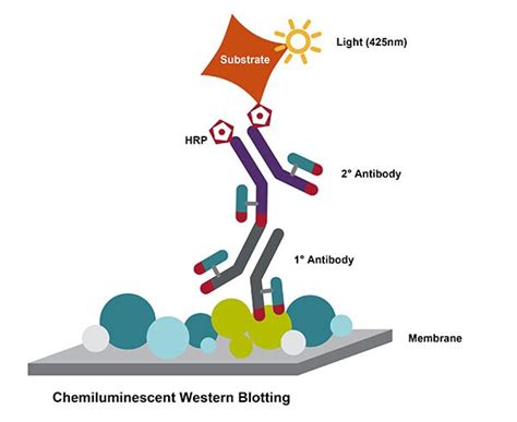 Chemiluminescent Western Blotting | Thermo Fisher Scientific - HK