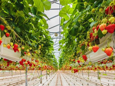 Indoor Strawberry Farm And Hydroponic Growing Information | Gardening Know How