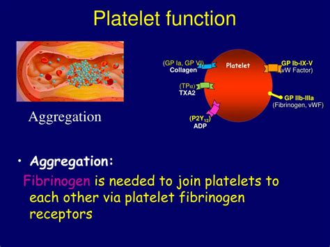 PPT - Platelet Structure & Function PowerPoint Presentation, free download - ID:2137165